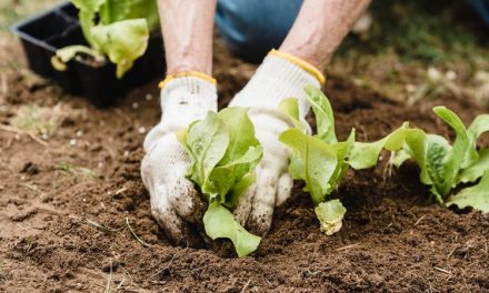 Pertanian Yang Produktif Bisa Menekan Laju Emisi Gas Rumah Kaca