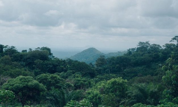 Kembalikan Hutan Dalam Hitungan Tahun Di Lahan Terbatas Ala Jepang