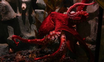 Kulit Sintesis Bisa Berkamuflase Mirip Gurita