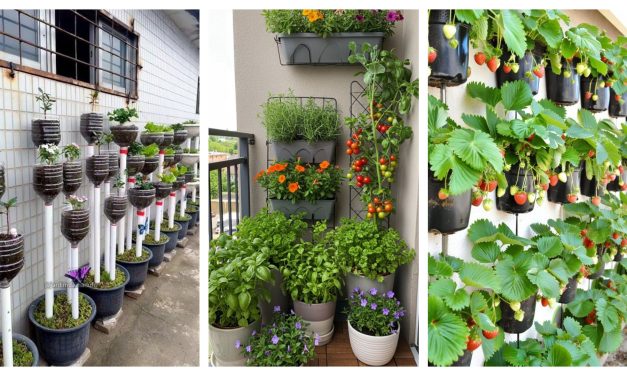 Berkebun Di Rumah: Ide Kreatif Untuk Memaksimalkan Ruang