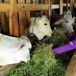 Peran Sapi Dalam Kehidupan Manusia Dan Industri Peternakan