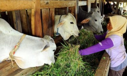 Peran Sapi Dalam Kehidupan Manusia Dan Industri Peternakan