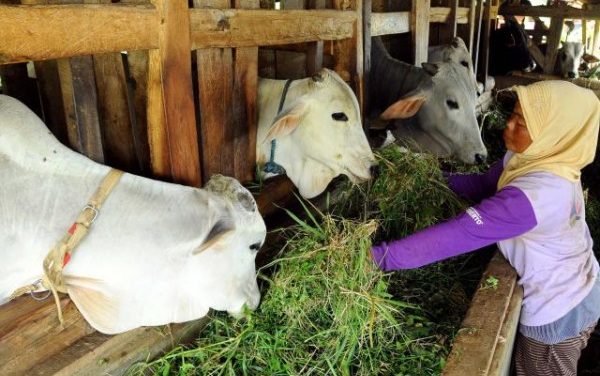 Peran Sapi Dalam Kehidupan Manusia Dan Industri Peternakan