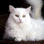 Jenis Kucing Populer Dan Masing-Masing Karakteristiknya