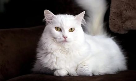 Jenis Kucing Populer Dan Masing-Masing Karakteristiknya