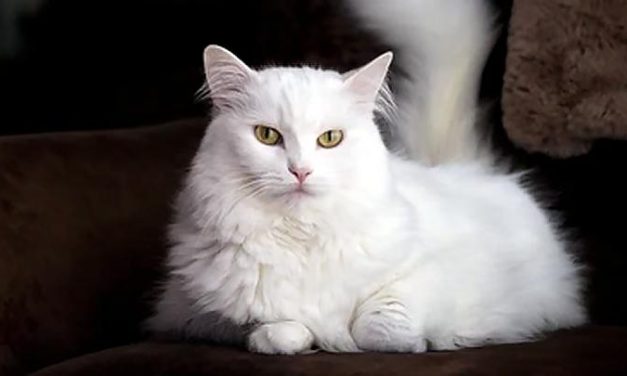 Jenis Kucing Populer Dan Masing-Masing Karakteristiknya