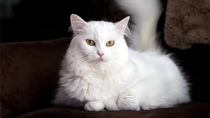 Jenis Kucing Populer Dan Masing-Masing Karakteristiknya