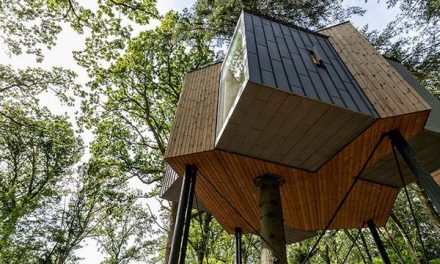 Keunikan Rumah Pohon Sebagai Hunian Kreatif