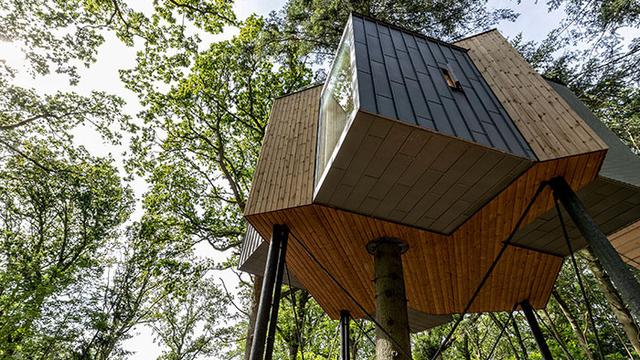 Keunikan Rumah Pohon Sebagai Hunian Kreatif