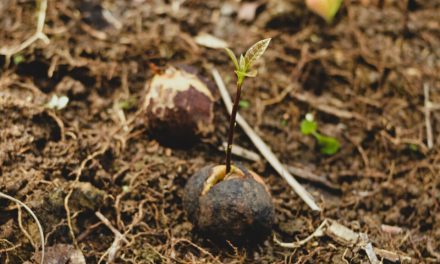 Konservasi Hutan Untuk Menjaga Keanekaragaman Hayati