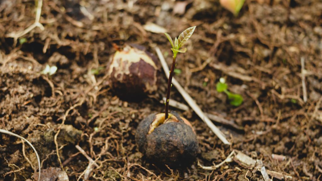 Konservasi Hutan Untuk Menjaga Keanekaragaman Hayati