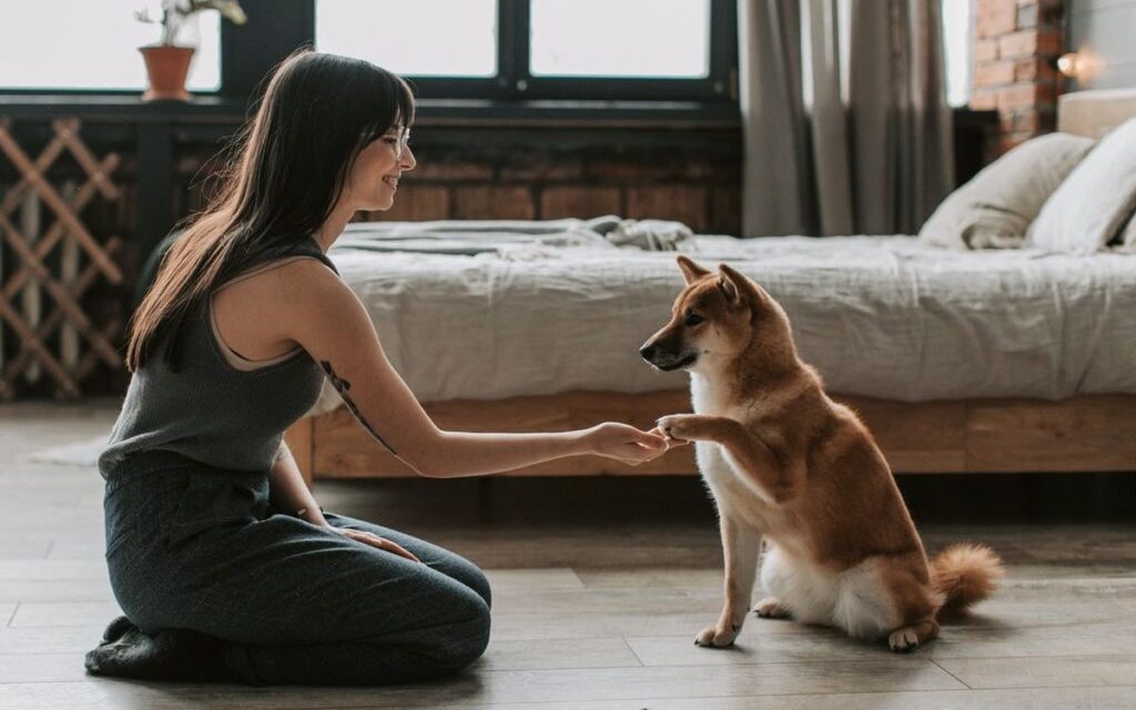 Panduan Lengkap Grooming Anjing Untuk Pemula