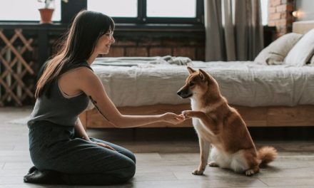 Panduan Lengkap Grooming Anjing Untuk Pemula