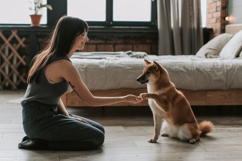 Panduan Lengkap Grooming Anjing Untuk Pemula