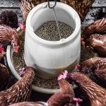 Tips Meningkatkan Hasil Ternak Ayam Pedaging Dan Petelur