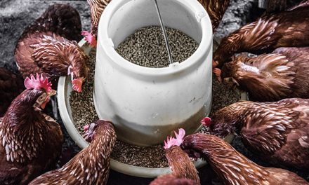 Tips Meningkatkan Hasil Ternak Ayam Pedaging Dan Petelur