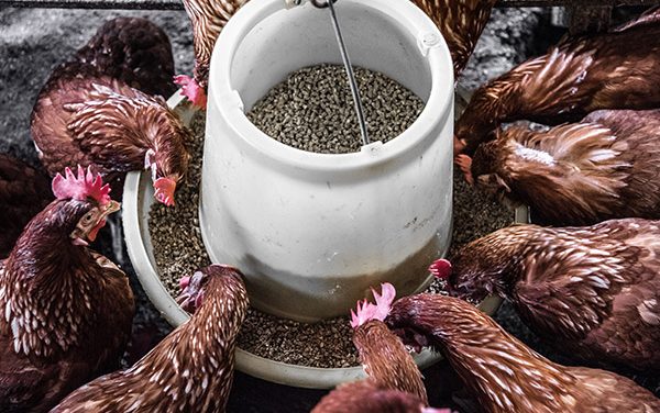 Tips Meningkatkan Hasil Ternak Ayam Pedaging Dan Petelur