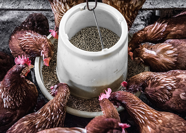 Tips Meningkatkan Hasil Ternak Ayam Pedaging Dan Petelur