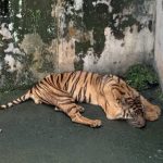 Hewan Kebun Binatang: Konservasi Dan Isu Penyiksaan Hewan