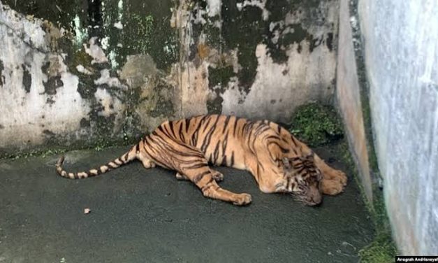 Hewan Kebun Binatang: Konservasi Dan Isu Penyiksaan Hewan