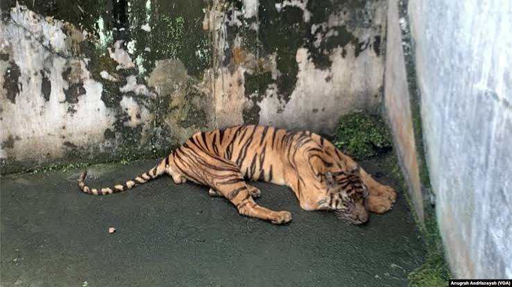 Hewan Kebun Binatang: Konservasi Dan Isu Penyiksaan Hewan