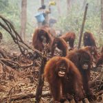 Perubahan Iklim Dan Hilangnya Habitat Hewan: Krisis Lingkungan
