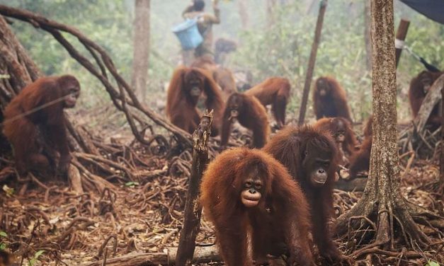Perubahan Iklim Dan Hilangnya Habitat Hewan: Krisis Lingkungan