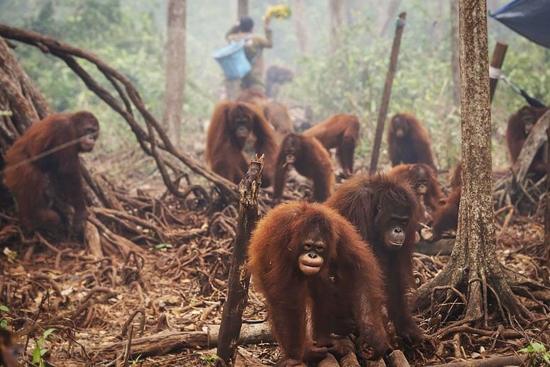 Perubahan Iklim Dan Hilangnya Habitat Hewan: Krisis Lingkungan