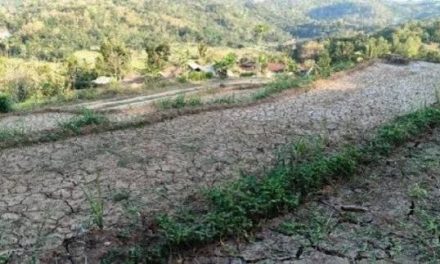 Gelombang Panas Melanda Indonesia Dampak Terhadap Pertanian