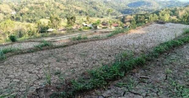 Gelombang Panas Melanda Indonesia Dampak Terhadap Pertanian