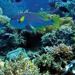 Kekayaan Laut Indonesia dan Potensi Bagi Masyarakat Pesisir