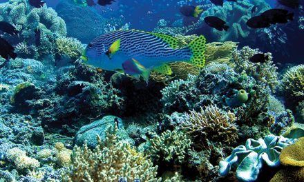 Kekayaan Laut Indonesia dan Potensi Bagi Masyarakat Pesisir
