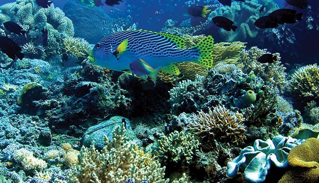 Kekayaan Laut Indonesia dan Potensi Bagi Masyarakat Pesisir