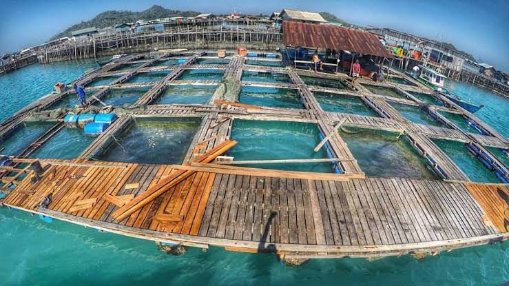 Industri Perikanan: Menjaga Produktivitas Dan Kelestarian Laut